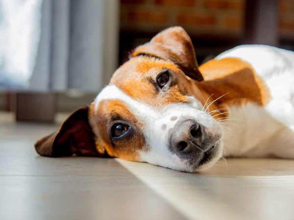 Γαστρεντερίτιδα σκύλου: Τα είδη της & οι αλλαγές στη διατροφή!