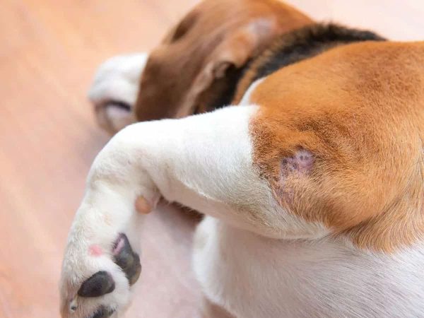 Πληγή σκύλου: Συμβουλές για τη θεραπεία του τραύματος στο σπίτι