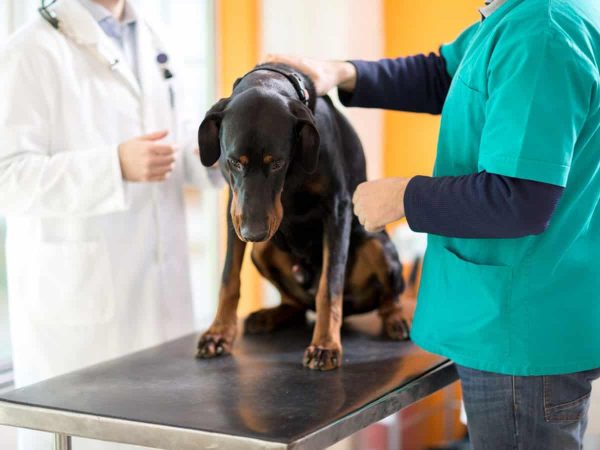 Τύφος σκύλου: Όλα τα στάδια και τα συμπτώματα της νόσου!