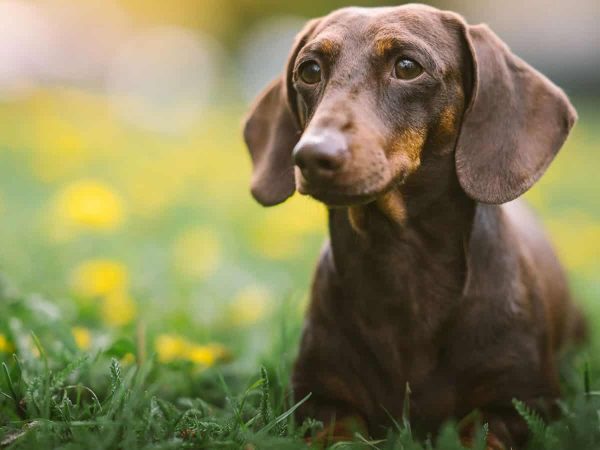 Ντάτσχουντ (Dachshund): Ο μίνι φρουρός που μας βάζει τα γυαλιά!